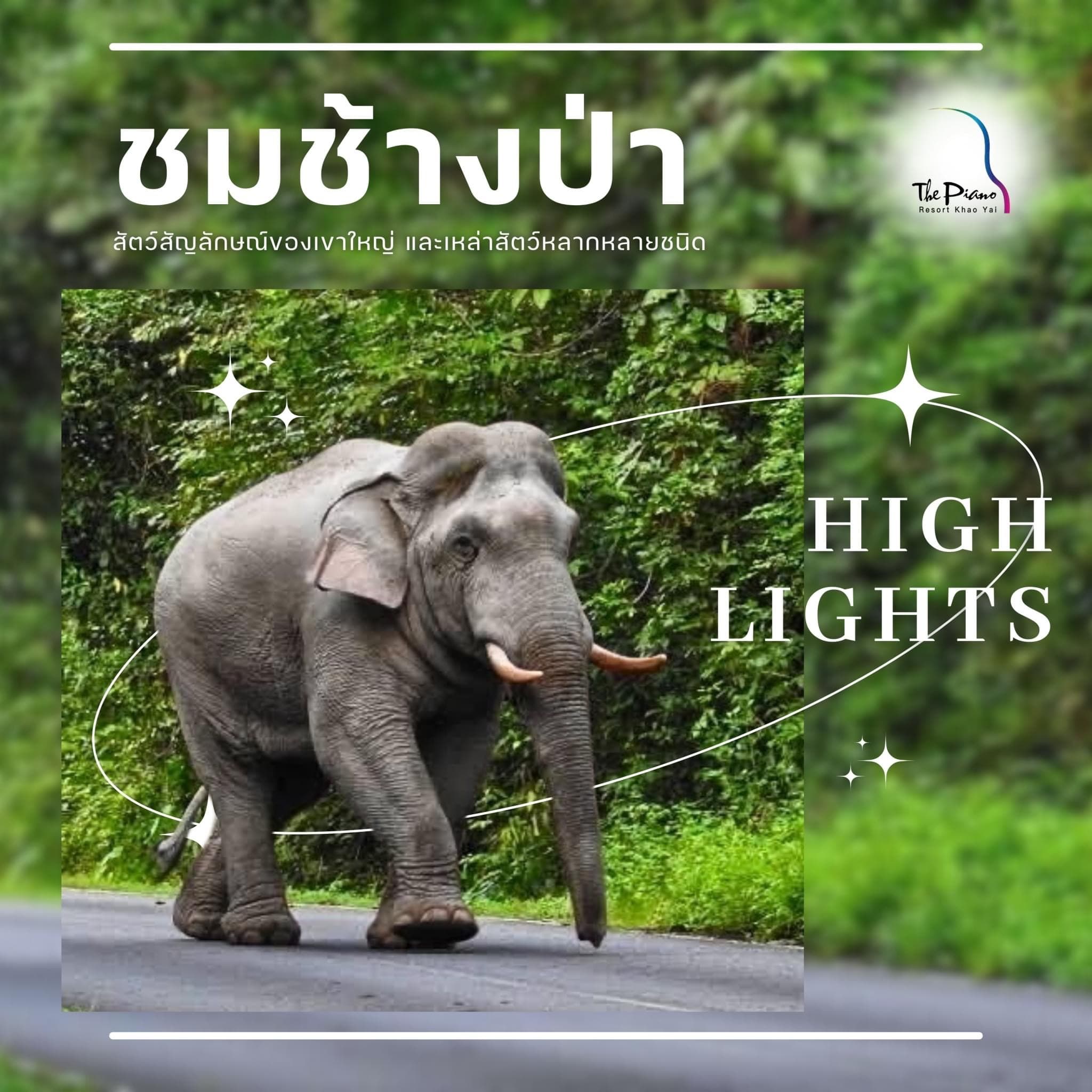 ชมช้างป่า
